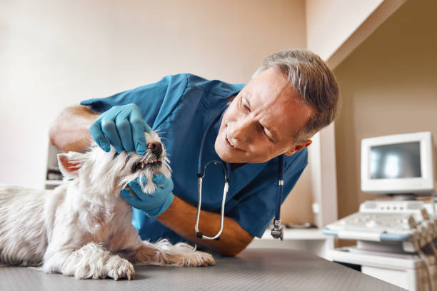 Best Walk-In Emergency Dentist in Lenoir, NC